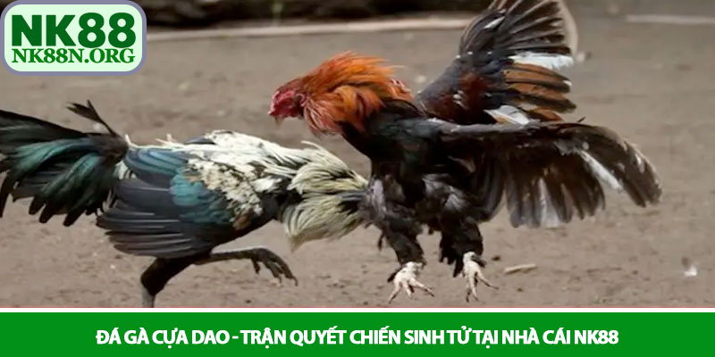 Đá gà cựa dao - Trận quyết chiến sinh tử tại nhà cái NK88 1 Đá gà cựa dao - Trận quyết chiến sinh tử tại nhà cái NK88